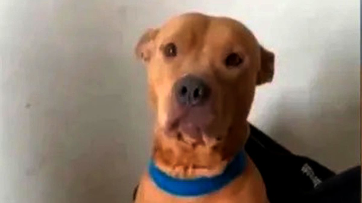 En perro aprovechó que sus dueños no estaban en casa y devoró todos los billetes que encontró en la casa: destrozó alrededor de 30 mil pesos.