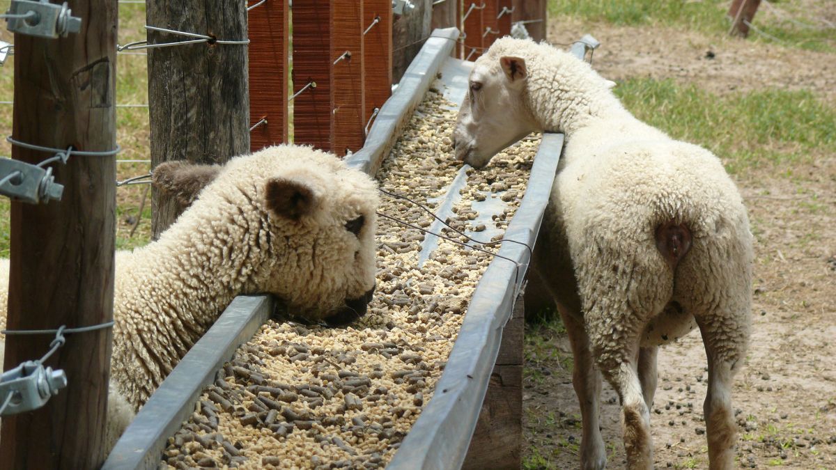 Se busca aprovechar los recursos disponibles en zonas agrícolas para producir animales que permitan un negocio rentable a los productores y un abastecimiento contínuo y variado al consumidor.