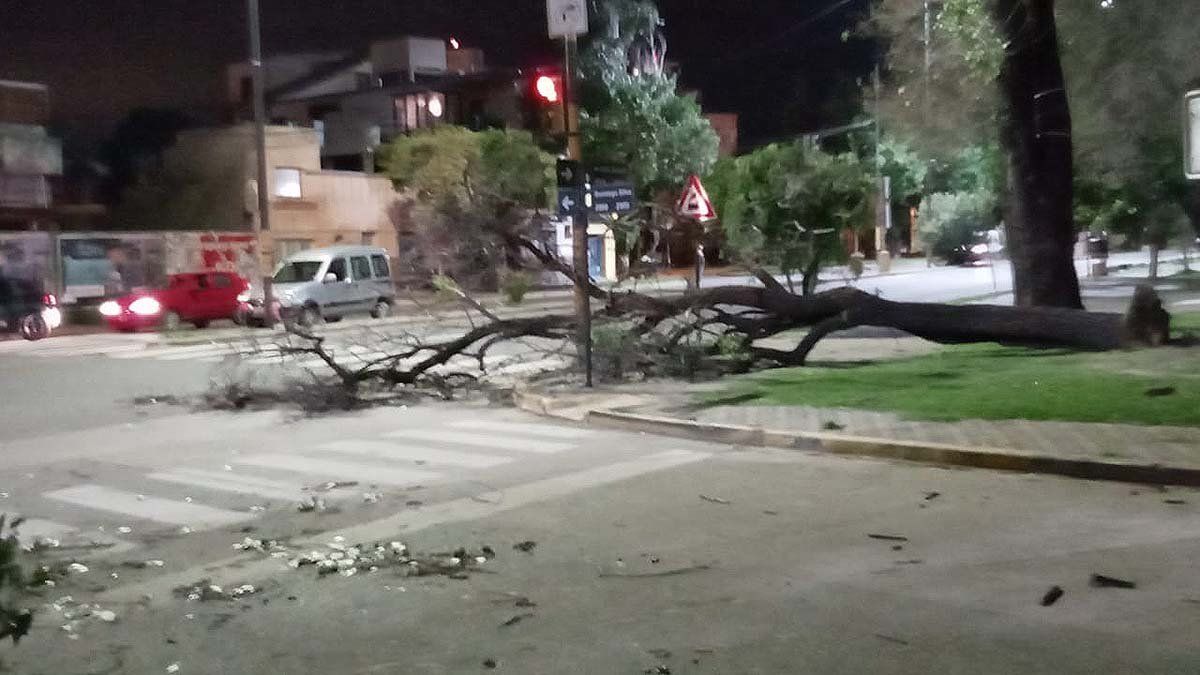Las fuertes ráfagas de viento derribaron árboles