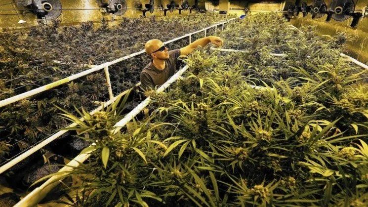 El negocio de cannabis recreativo explotó en los Estados Unidos.