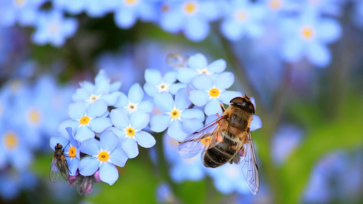 La flor que podés plantar en septiembre para llenar el jardín de abejas.