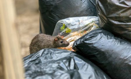 Además de leptospirosis, el informe provincial confirma circulación de hantavirus. Además de leptospirosis, el informe provincial confirma circulación de hantavirus.