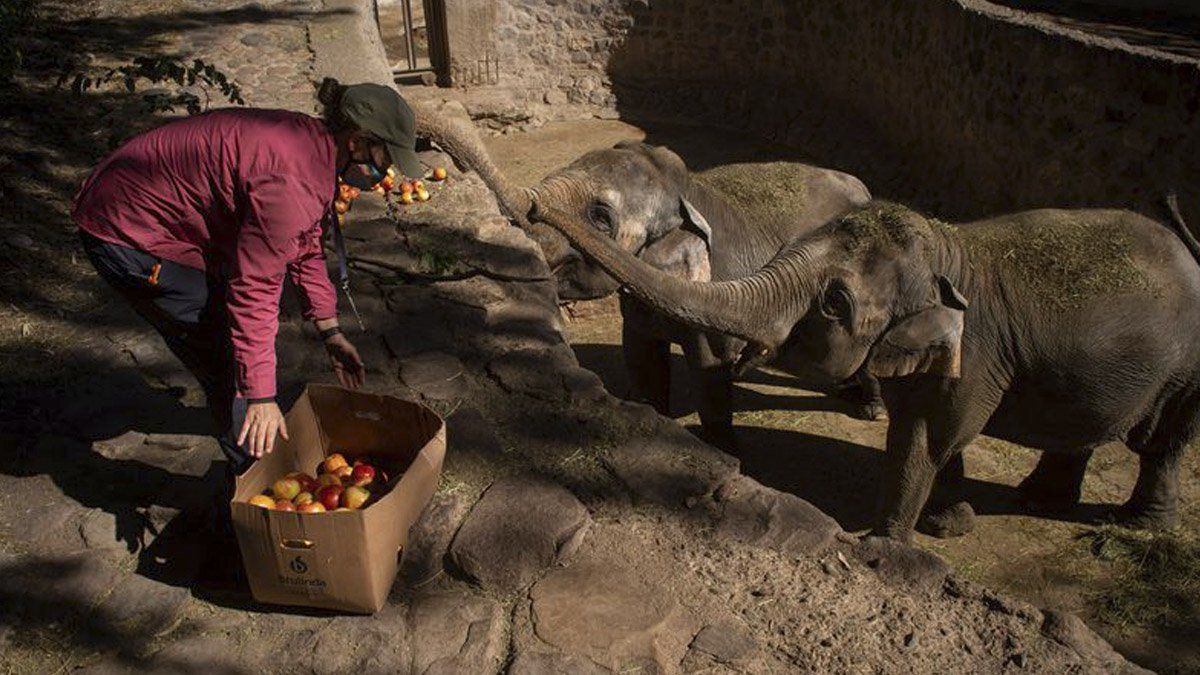 Las elefantas Pocha y Guillermina viajarán a un santuario en Brasil