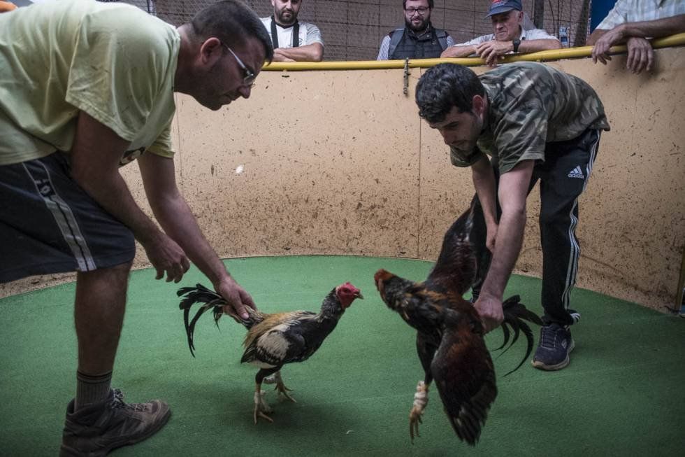 Crueldad hacia los animales