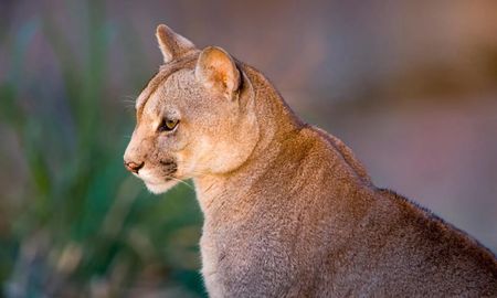 La increíble historia del puma que vivía como mascota debajo de una cama y ahora será libre