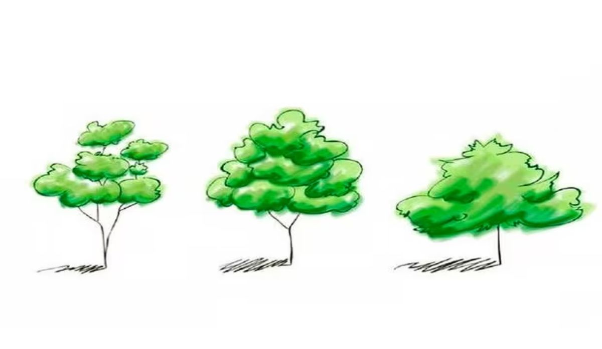Test viral: el árbol que elijas revelará rasgos de tu personalidad