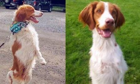 Viral: la historia de Dexter, el perro que camina como una persona. Viral: la historia de Dexter, el perro que camina como una persona.