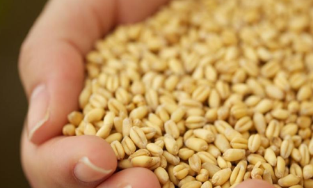 el superalimento que mejora la circulacion y la salud de la piel el superalimento que mejora la circulacion y la salud de la piel
