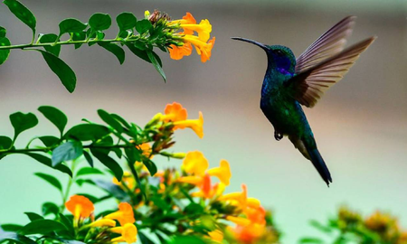 El colibrí, ¿una especie en peligro de extinción? El colibrí, ¿una especie en peligro de extinción?