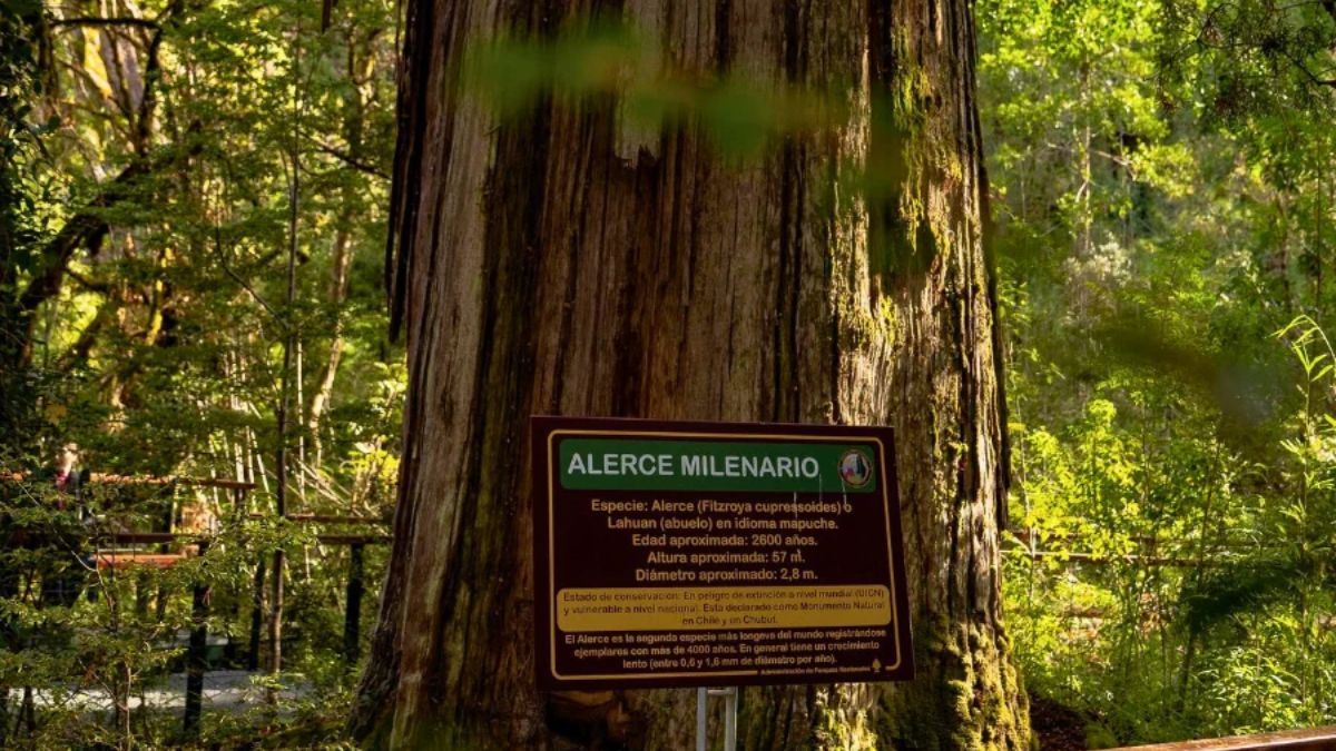 Con casi 60 metros de altura y un crecimiento anual de tan solo dos mil&iacute;metros, "El Abuelo" sobrevivi&oacute; a m&aacute;s de 26 siglos de cambios clim&aacute;ticos en la cordillera andina.