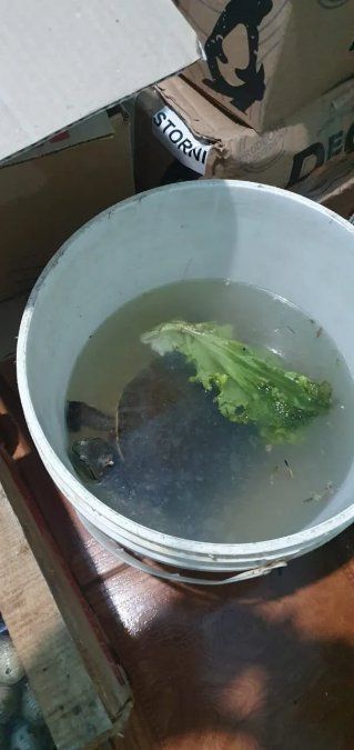 En el domicilio allanado de la Villa 31 se rescataron 1 tortuga de laguna autóctona, 3 tortugas de tierra autóctonas.
