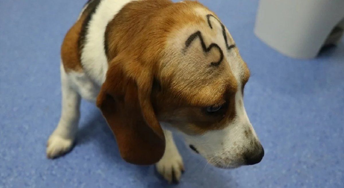 Los utilizaron para experimentos y ahora van a sacrificarlos: son 38 cachorros de beagle