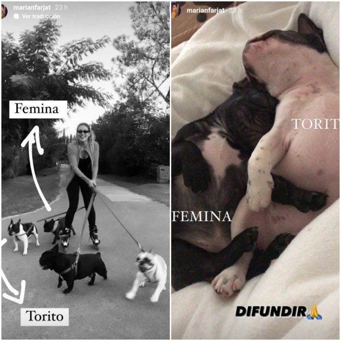 Estos eran los perritos de Marian Farjat.