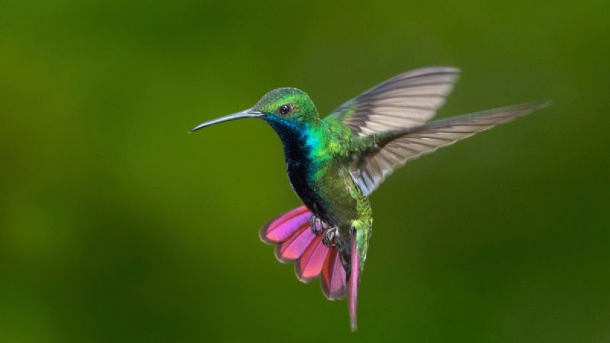 Puede el colibrí vivir en una jaula