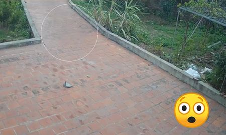 Una cámara de seguridad captó un fantasma en el patio de una casa Una cámara de seguridad captó un fantasma en el patio de una casa