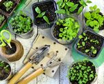 9 consejos para iniciar una huerta de plantas aromaticas 9 consejos para iniciar una huerta de plantas aromaticas