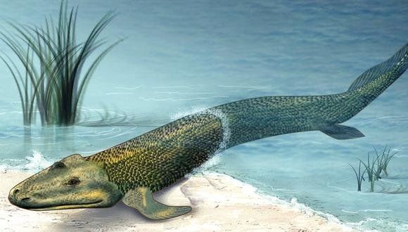 Hasta ahora los científicos creían que los Tetrápodo habían abandonado por completo el agua. (Wikimedia Commons)