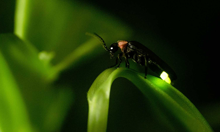 El verdadero significado que aparezca un bichito de luz en tu casa El verdadero significado que aparezca un bichito de luz en tu casa