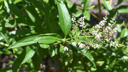 Beneficios del cedrón: la planta medicinal que ayuda a la digestión