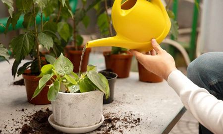 Esta planta florece todo el año y no necesita riego constante. Esta planta florece todo el año y no necesita riego constante.
