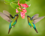 El llamativo significado de ver muchos colibrís