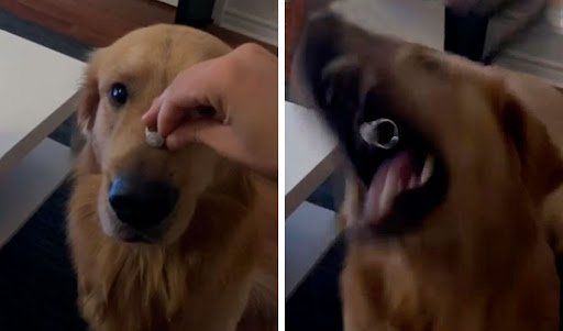 Un golden retriever se come el anillo de su ama.&nbsp;