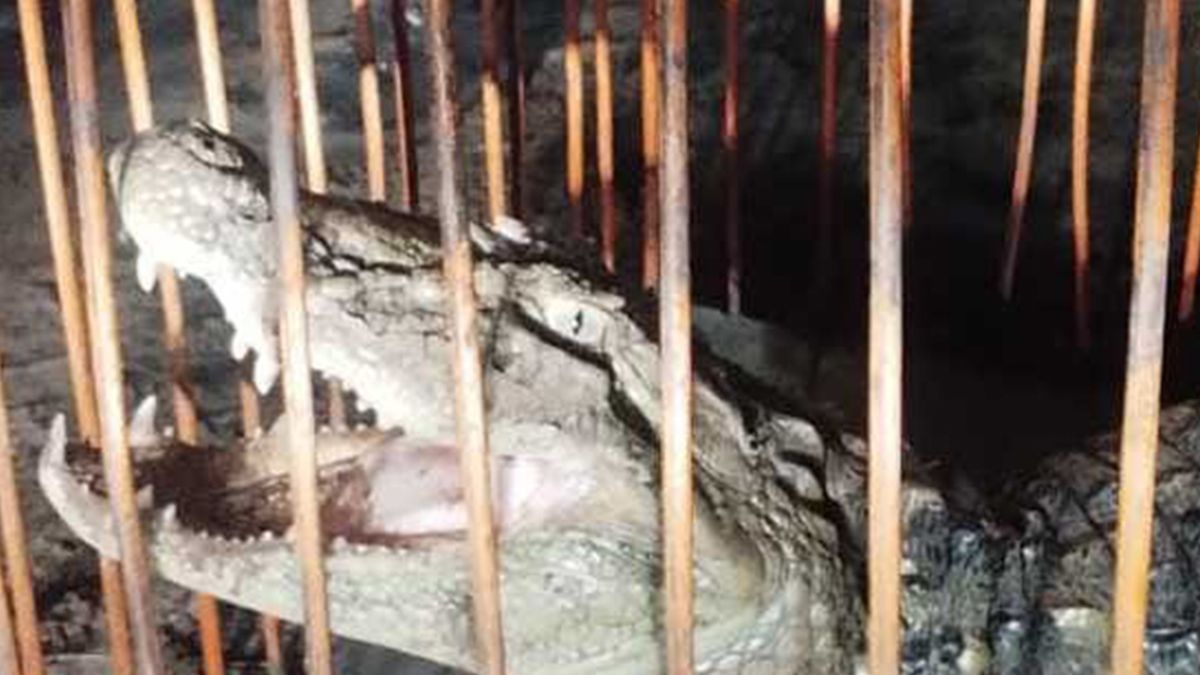 Increíble hallazgo de un yacaré de grandes dimensiones en Arroyo Leyes