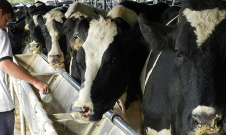 Del total de tambos de la Argentina, la provincia de Santa Fe concentra el 30%. Del total de tambos de la Argentina, la provincia de Santa Fe concentra el 30%.