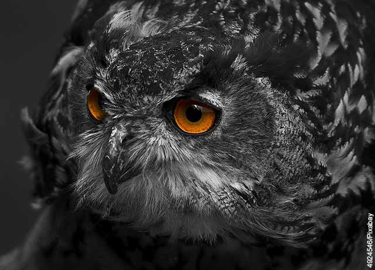 El búho negro tiene que ver con las sombras, con lo inconsciente y con lo que no se ve a primera vista.
