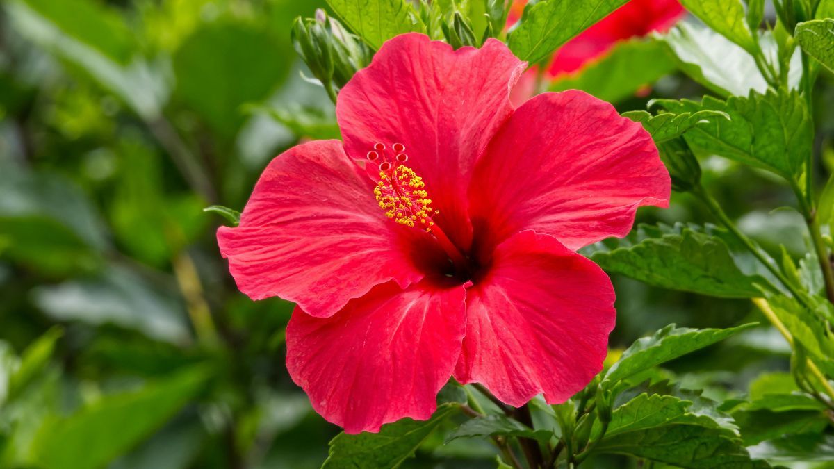 La Hibiscus puede florecer todo el a&ntilde;o si se poda despu&eacute;s de la luna llena.