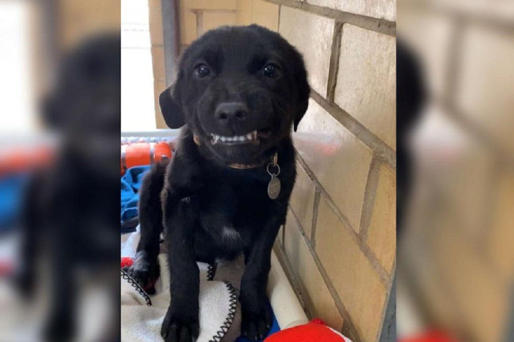 Viral: perro abandonado le sonríe a cada persona que lo visita en el refugio donde vive.