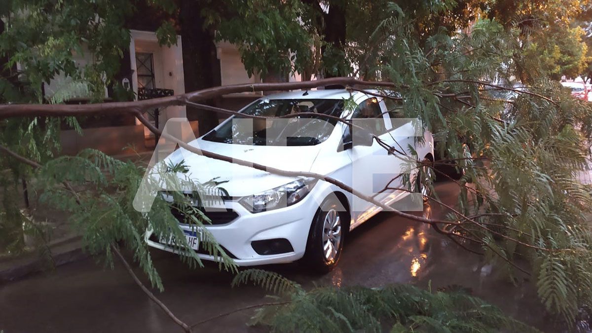 La tormenta y los fuertes vientos generaron la caída de ramas en distintos puntos de la ciudad.