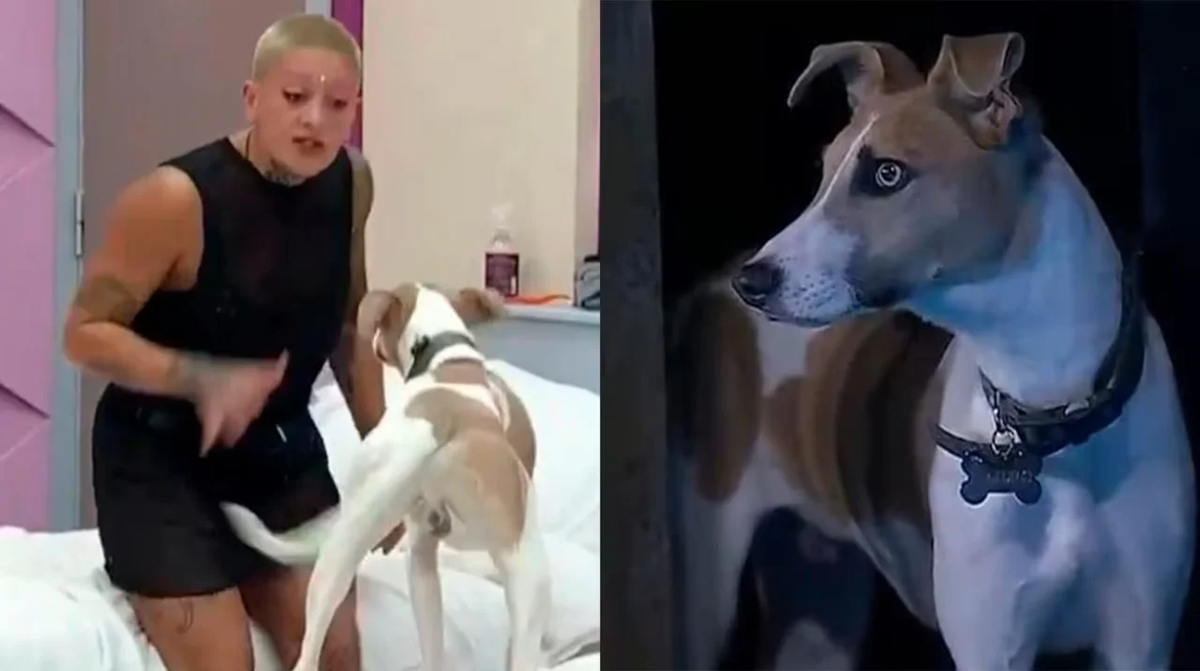 Los rescatistas de Arturo, el perro de Gran Hermano, quieren sacar al perro de la casa. Los rescatistas de Arturo, el perro de Gran Hermano, quieren sacar al perro de la casa.