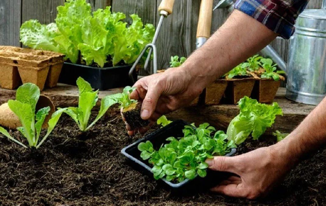 Huerta en casa: cómo elegir el sitio ideal