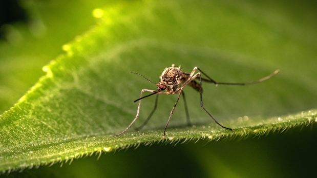 El aliado natural contra los mosquitos