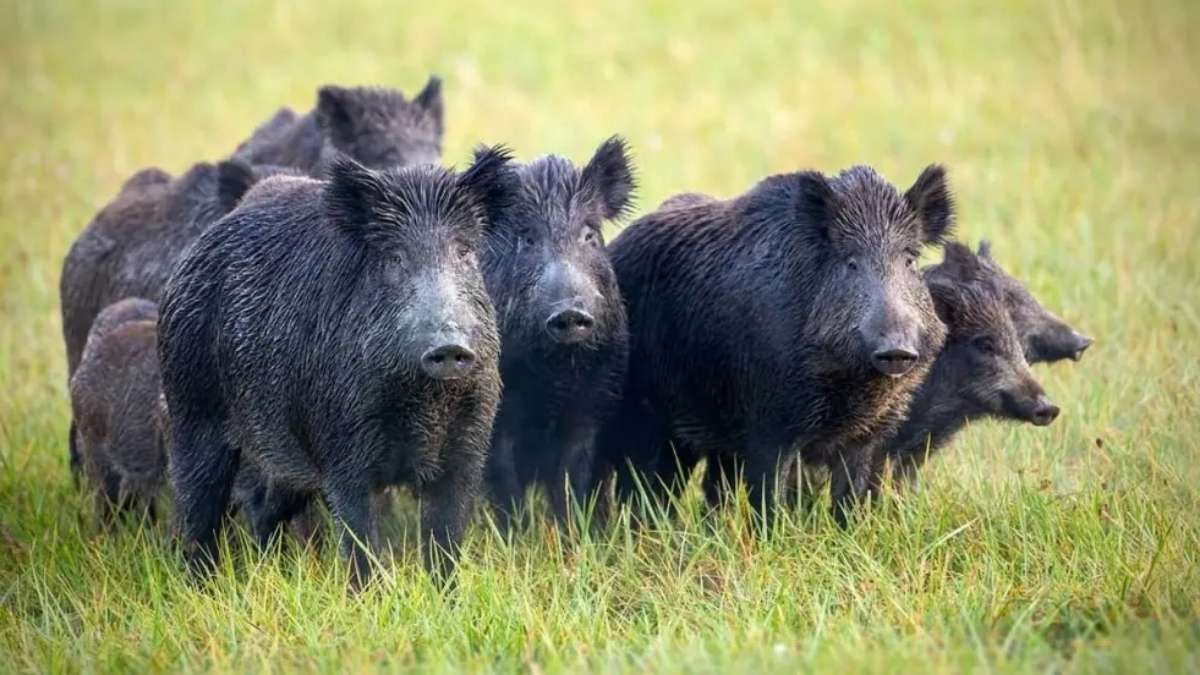 Invasión de jabalíes y ciervos en Entre Ríos: crece la preocupación de productores agropecuarios