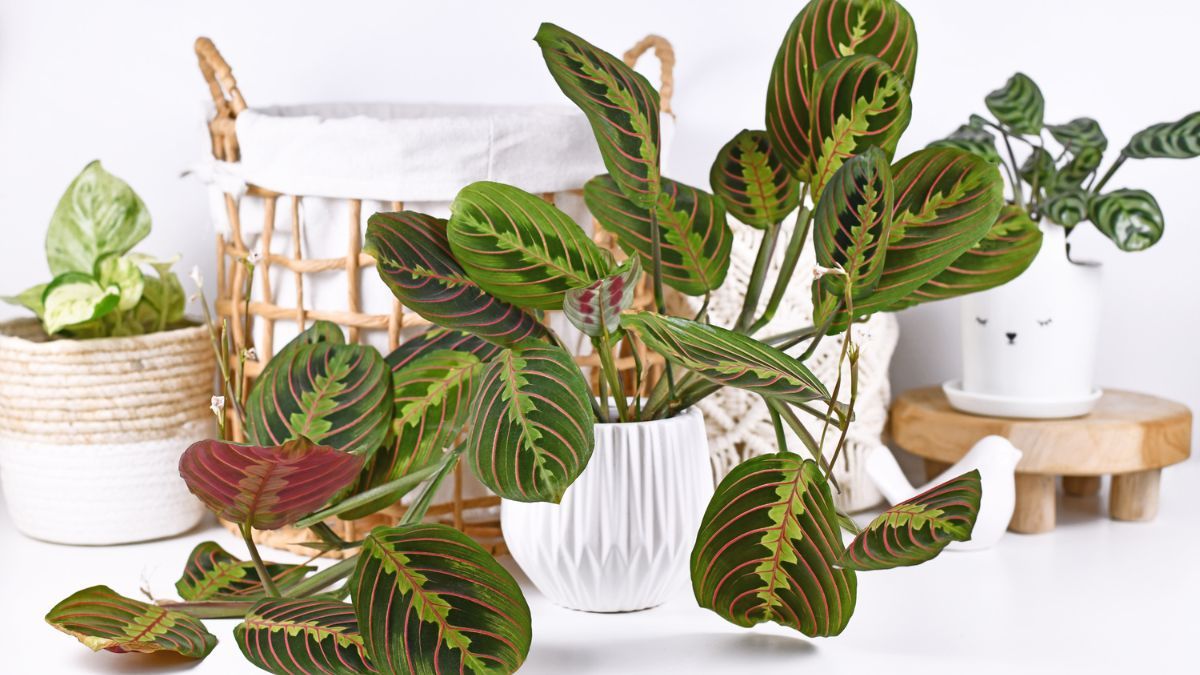 La Maranta Leuconeura Fascinator es una opción perfecta para interiores. La Maranta Leuconeura Fascinator es una opción perfecta para interiores.