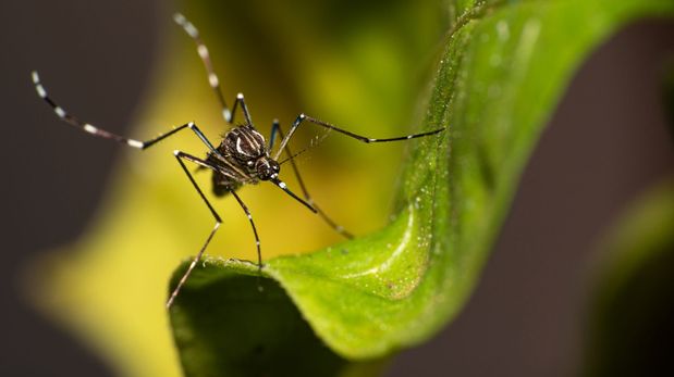 Las bajas temperaturas colaboran a extender el desarrollo del mosquito Aedes aegypti.&nbsp;