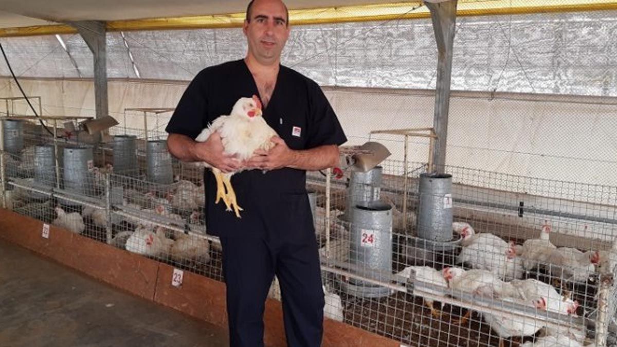 Para reemplazar los antibióticos, el INTA Pergamino realiza ensayos con probióticos en pollos