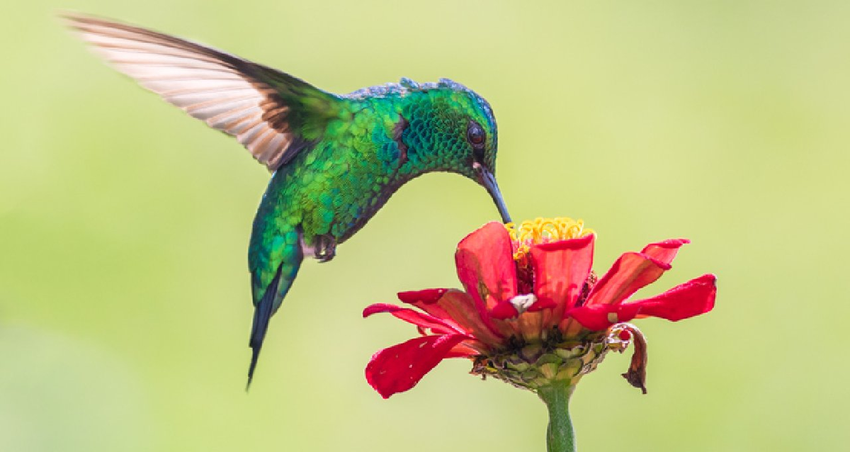 Los colibríes son los dinosaurios terápodos avianos más pequeños conocidos y más pequeños que viven. Los colibríes son los dinosaurios terápodos avianos más pequeños conocidos y más pequeños que viven.