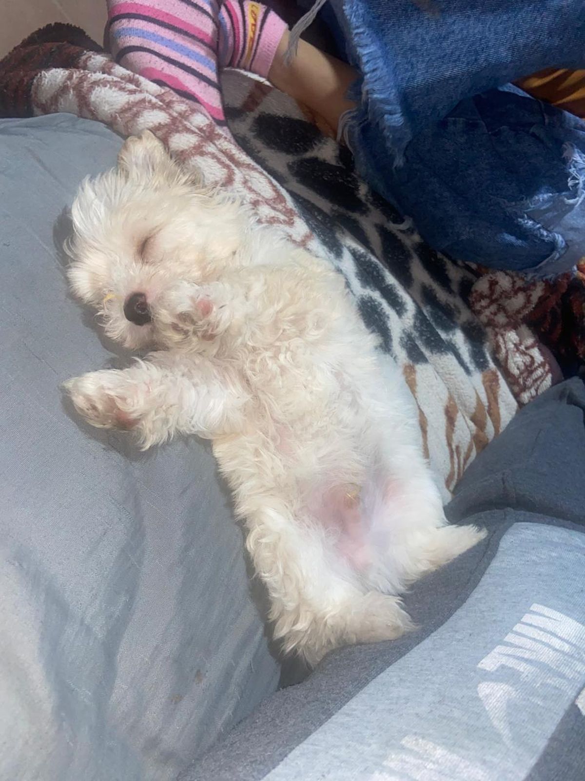 Blanquito durmiendo en su casa, en la que vivió hasta sus ocho meses de vida.