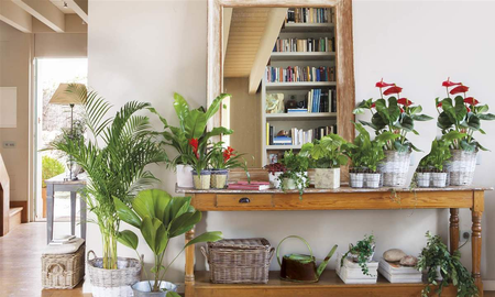 Estos son los errores que cometemos con las plantas de interior Estos son los errores que cometemos con las plantas de interior