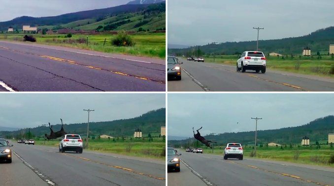 Impresionante choque: un conductor embistió un alce y lo hizo volar por ...