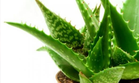 como cuidar una planta de aloe vera como cuidar una planta de aloe vera