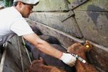 Vacunación antiaftosa en Santa Fe: qué pasa con la hacienda que aún no pudo inocularse por la emergencia Vacunación antiaftosa en Santa Fe: qué pasa con la hacienda que aún no pudo inocularse por la emergencia