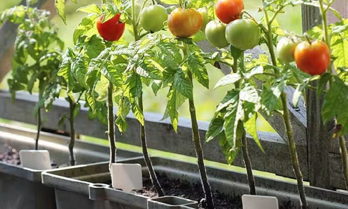 Claves para tener un huerta en casa