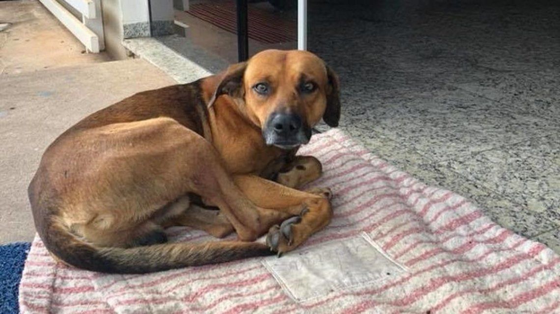 Un perro espera en un hospital a su dueño, quien ya murió