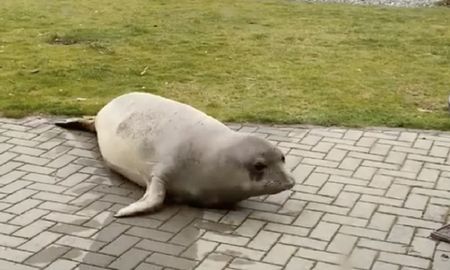 videos: un hombre en cuarentena recibio la inesperada visita de un elefante marino videos: un hombre en cuarentena recibio la inesperada visita de un elefante marino