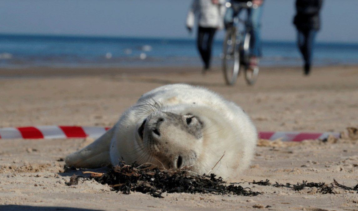 Escalofriante golpiza a una foca de mar en&nbsp;Kazajst&aacute;n.