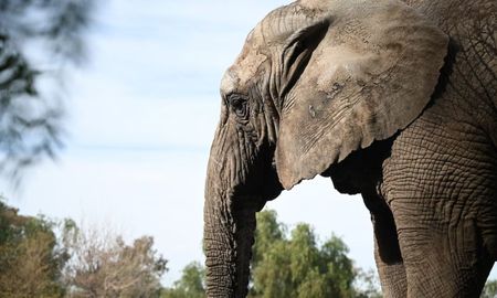 Kenya murió en Brasil luego de ser trasladada desde Mendoza. Su fallecimiento vuelve a poner en foco las consecuencias del cautiverio prolongado. Kenya murió en Brasil luego de ser trasladada desde Mendoza. Su fallecimiento vuelve a poner en foco las consecuencias del cautiverio prolongado.